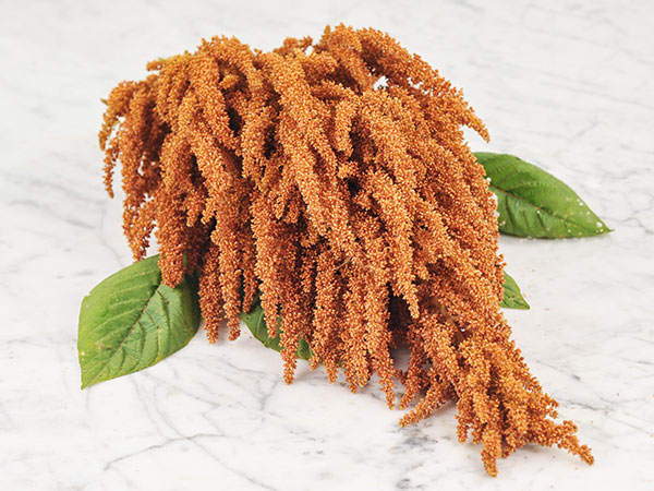 Амарант Золотой гигант&nbsp;(Golden Giant Amaranth)  / &copy;RF