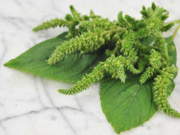 Амарант&nbsp;(Green Calaloo Amaranth)  / &copy;RF
