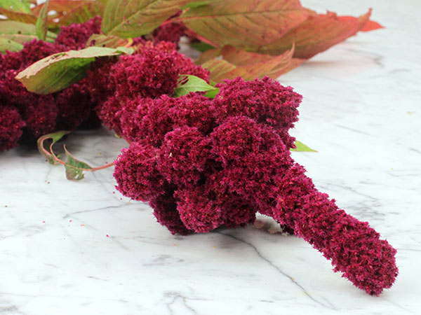 Амарант Слон&nbsp;(Elephant Head Amaranth) / &copy;RF