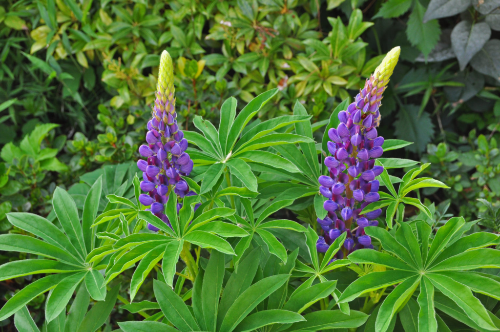 Lupinus
