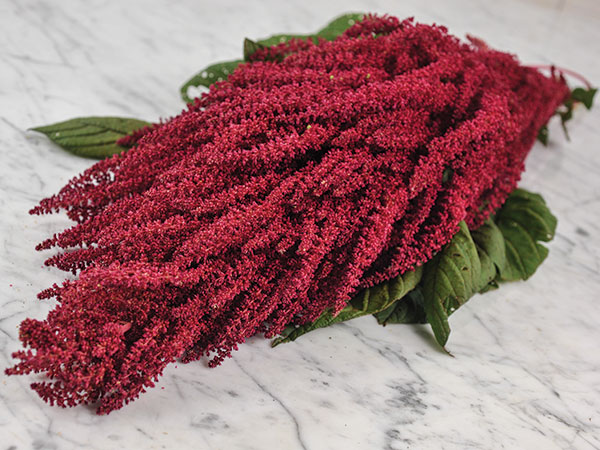 Амарант&nbsp;Елена Рохо&nbsp;(Elena&rsquo;s Rojo Amaranth) / &copy;RF