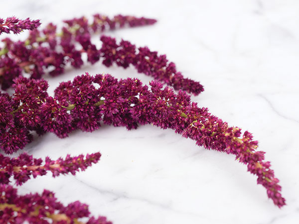 Амарант&nbsp;Пигмеевский факел&nbsp;(Pygmy Torch Amaranth) / &copy;RF