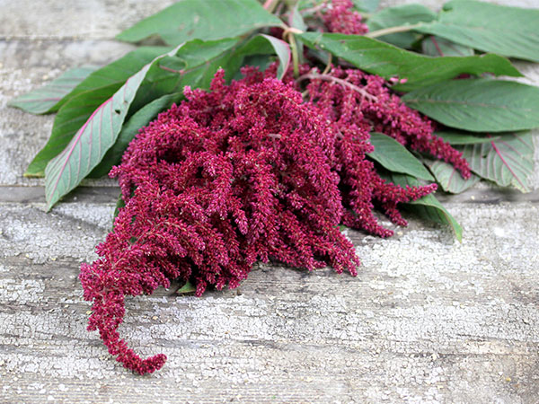Амарант Opopeo&nbsp;(Opopeo &mdash; Amaranth) / &copy;RF