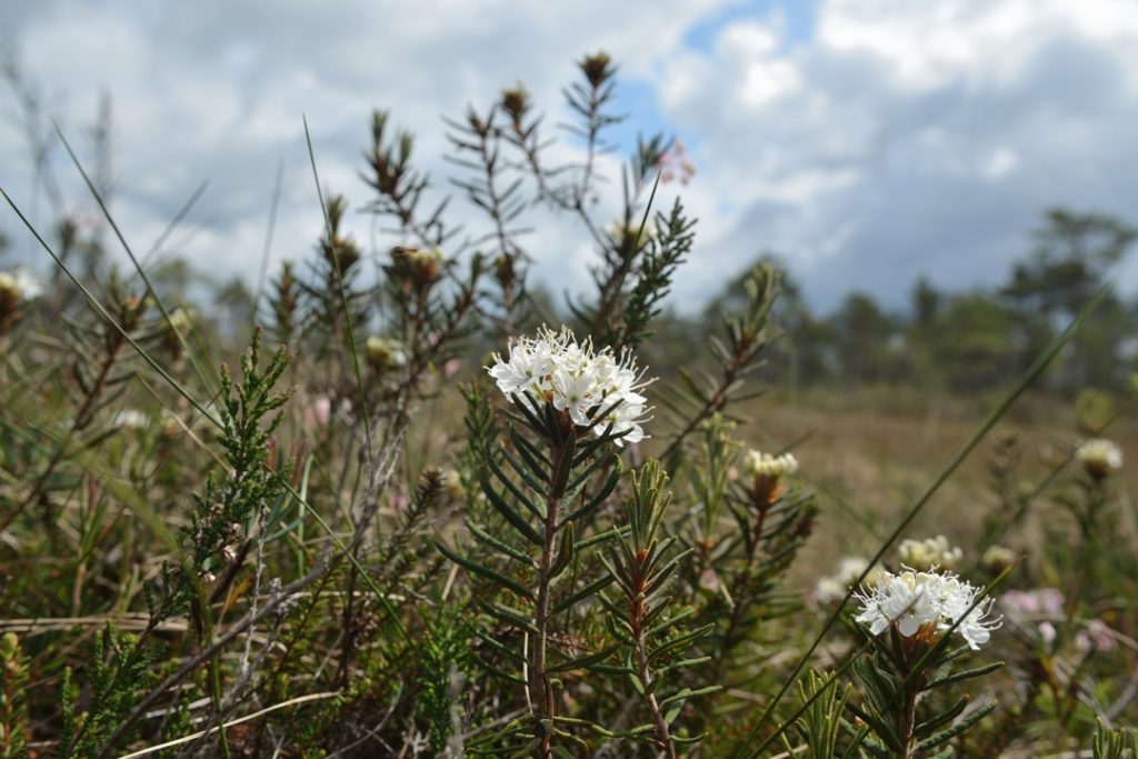 Багульник болотный (Rhododendron_tomentosum) 
