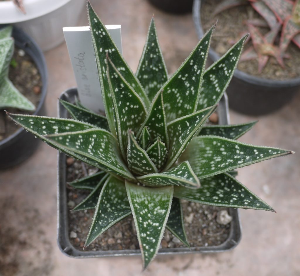 Алое остистое (Aloe aristata) / коллекция растений ЦСБС СО РАН Алоэ остистое (Aloe aristata)