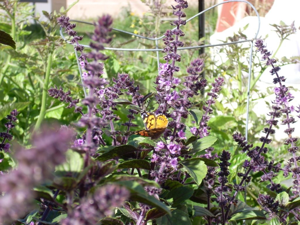 камфорный базилик (Ocimum kilimandscharicum) / ©Jengod камфорный базилик (Ocimum kilimandscharicum)