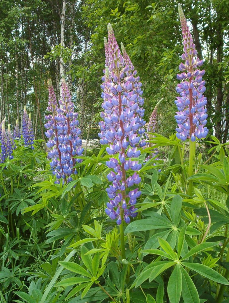Люпин Lupinus polyphyllus