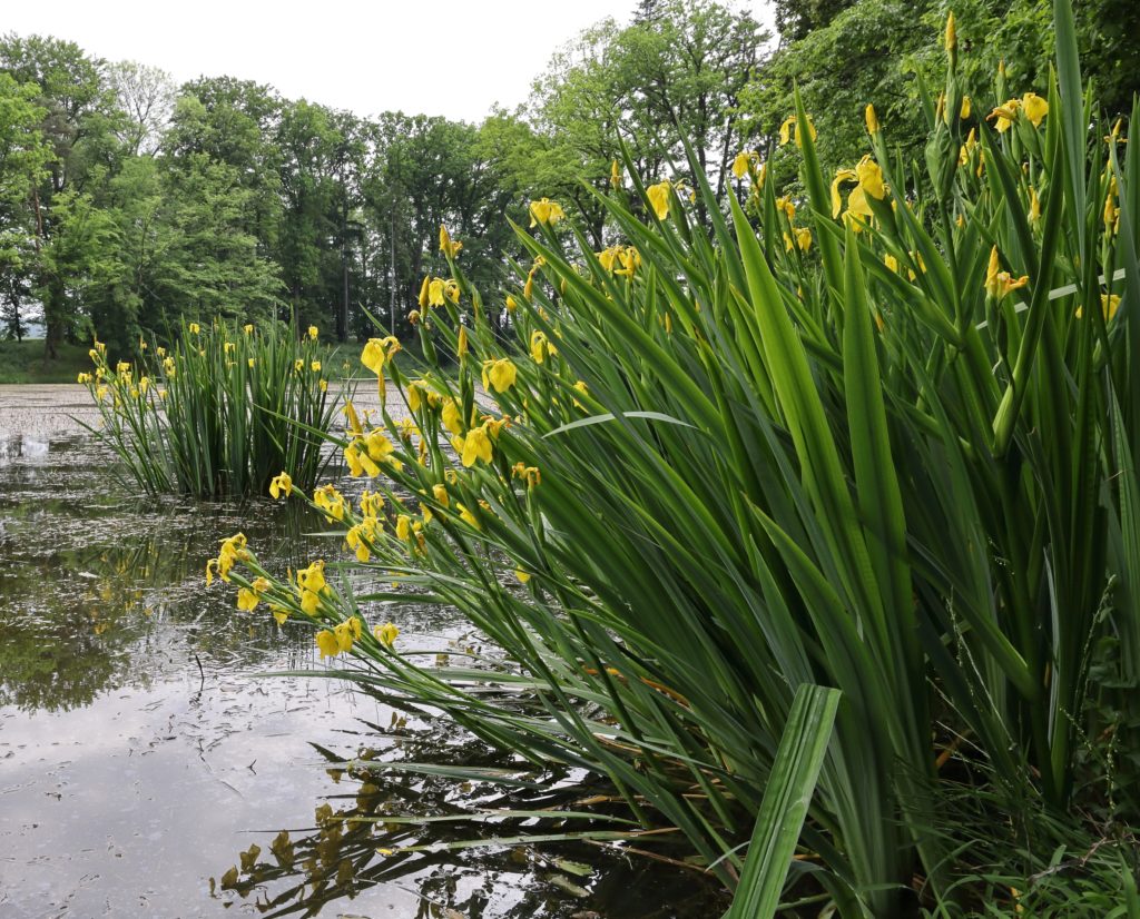 Iris pseudacorus / &copy;T. Kebert