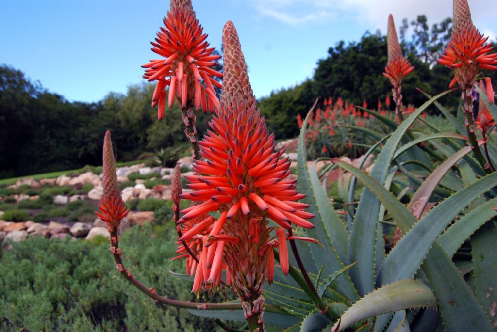Kirstenbosch National Botanical Gardens / Aloe arborescens “Rycroft” Kirstenbosch National Botanical Gardens