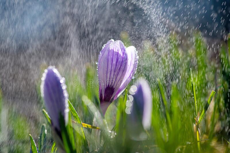 krasivyj krokus vesny vesnoj idet dozhd shafran v sadu na gazone waterdrops 175787377 - Крокус