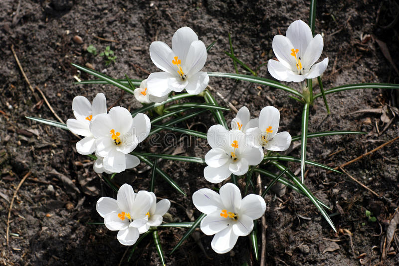 krokus 38981911 - Крокус