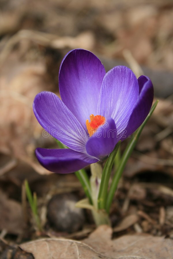 krokus 4465865 - Крокус