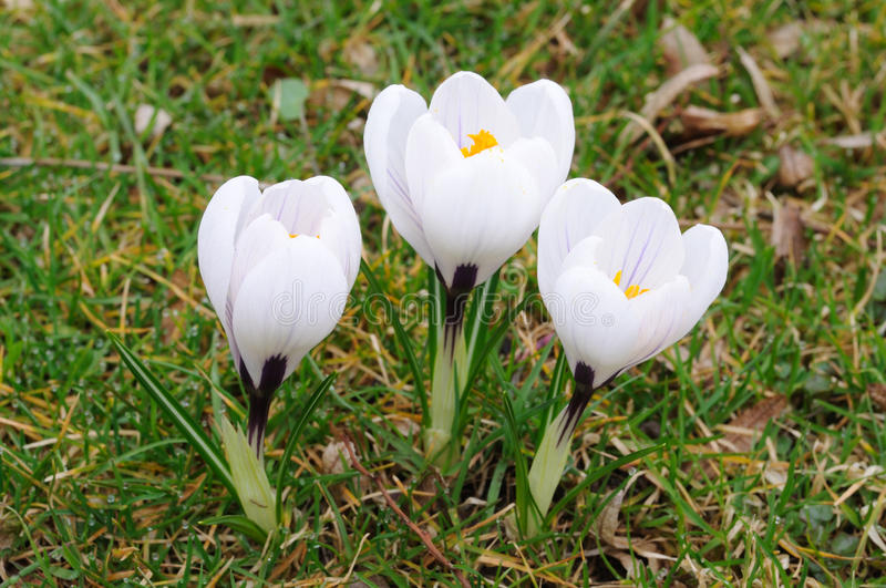 krokus czvetet belizna 13554710 - Крокус