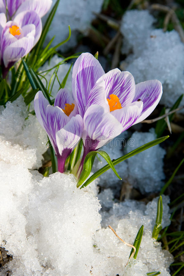 krokus czvetet purpur 12933191 - Крокус