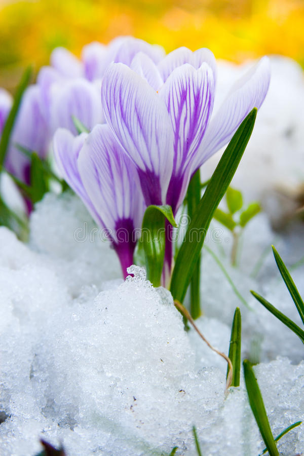 krokus czvetet purpur 13005725 - Крокус
