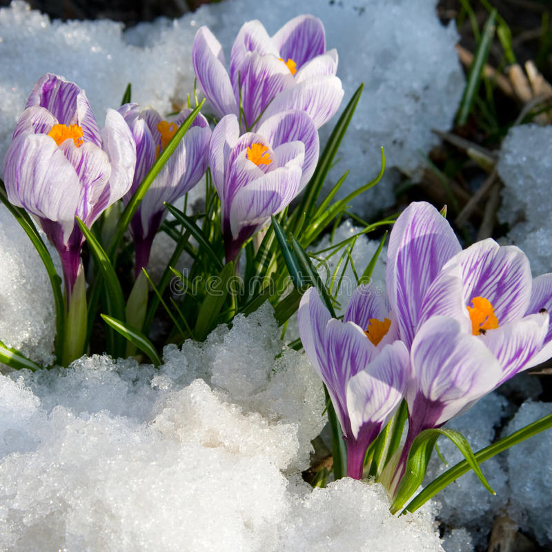 krokus czvetet purpurovyj snezhok 12817823 - Крокус