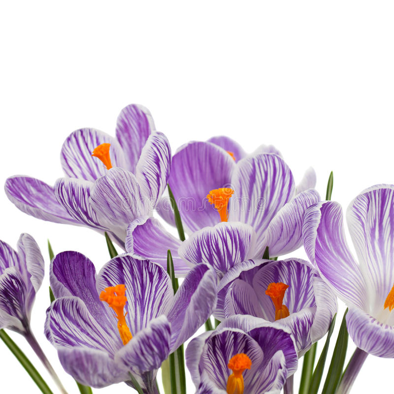 krokus czvetet so nechnost vesennego vremeni 45104412 - Крокус