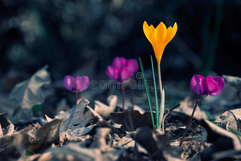 krokus i cyclamen 59166496 - Крокус