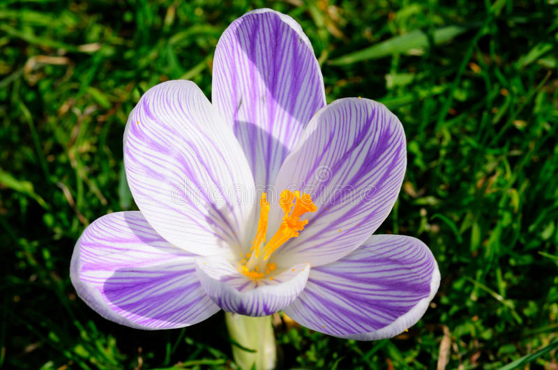 krokus krupnogo plana purpurovyj opredelyaet 10594032 - Крокус