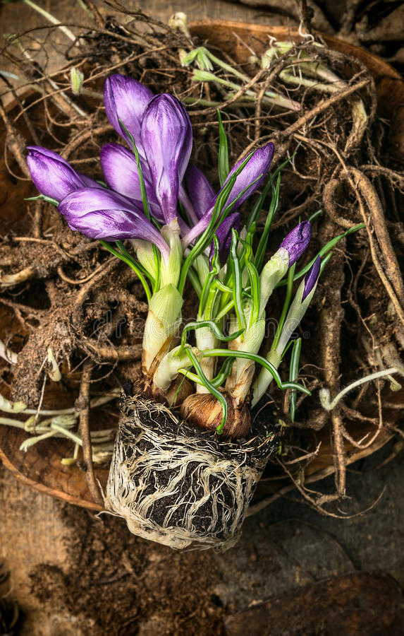 krokus na kornyah i pochve vesne sa ovnichaya verhnej chasti 50869049 - Крокус