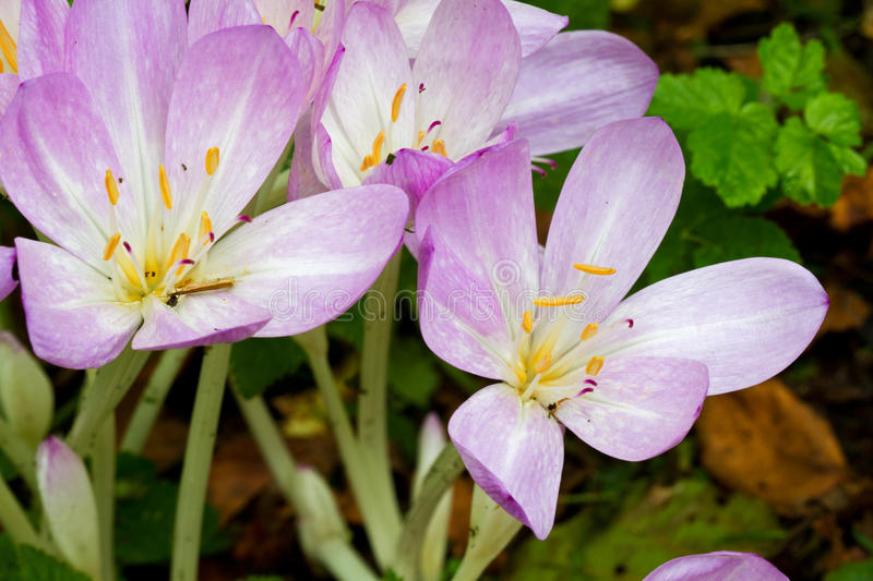 krokus oseni 43833303 - Крокус
