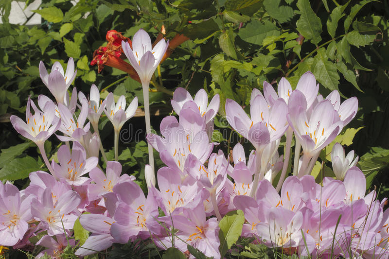 krokus oseni autumnale bezvremennika 36422297 - Крокус