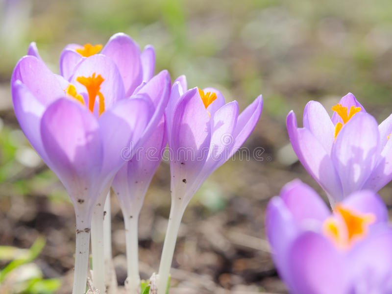 krokus svezhej vesny sireni blossoming czvetet v vysokogornom glade 51483102 - Крокус