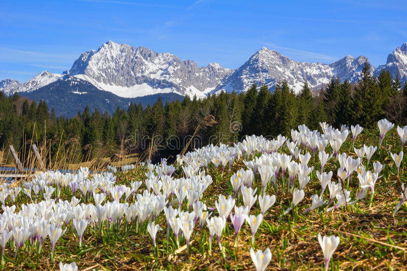 lug s pre y ushhimi krokusom vesny geroldsee i mountai karwendel 53994706 1 - Крокус