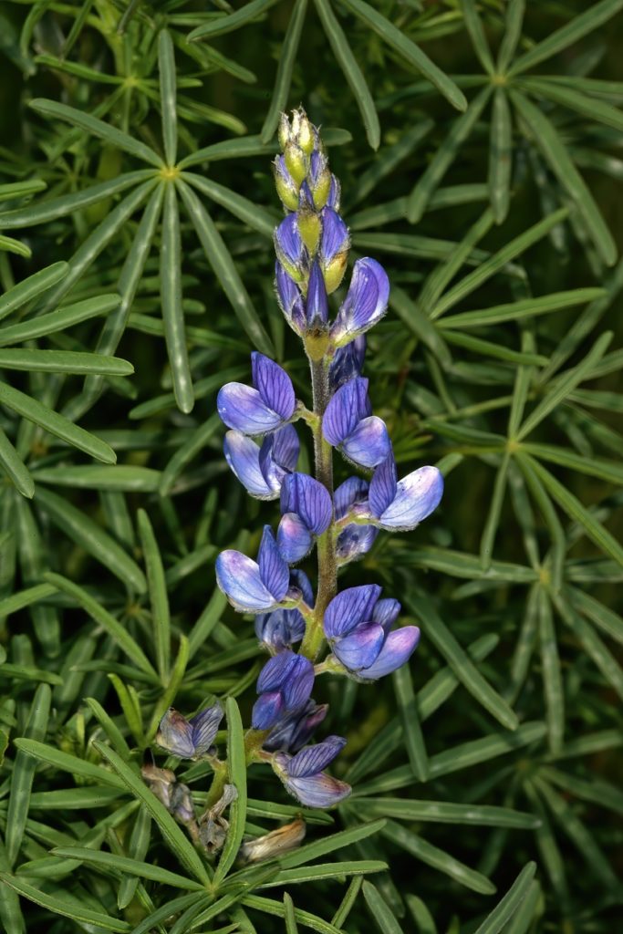 Люпин Lupinus
