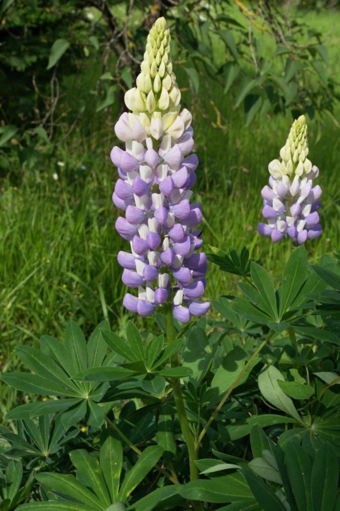 Люпин Lupinus polyphyllus