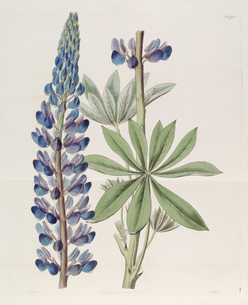 Люпин Lupinus_polyphyllus_Lindley