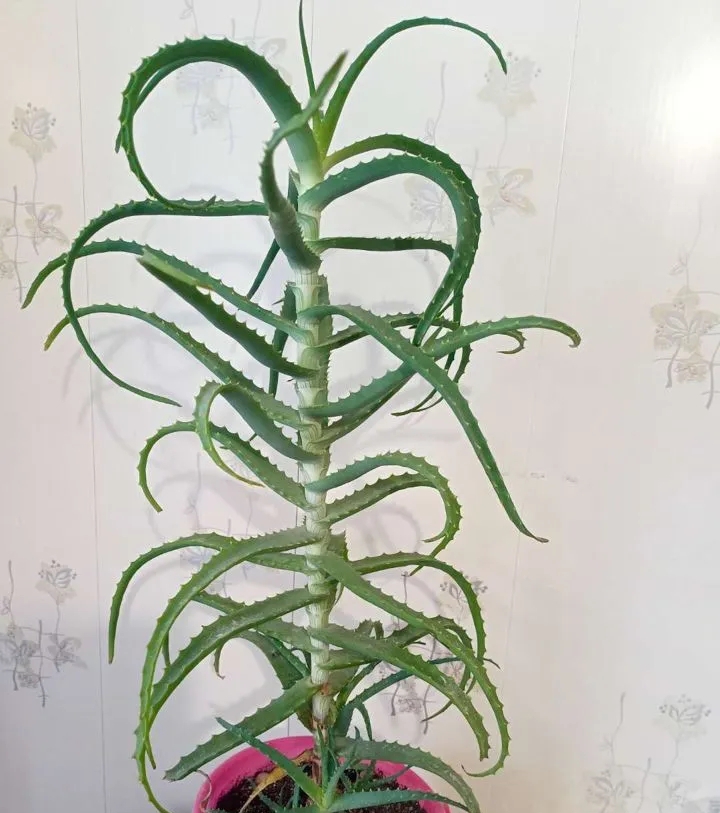 Алое древовидное или столетник / ©RF Алоэ древовидное (столетник) (лат. Alоe arborеscens)