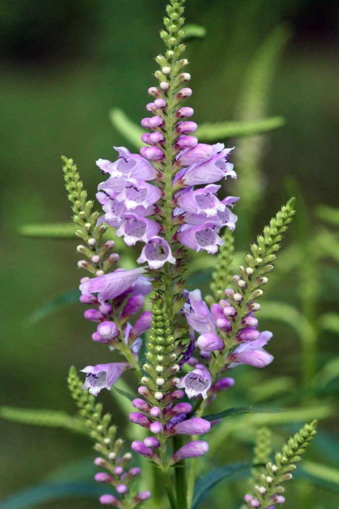 Physostegia virginiana