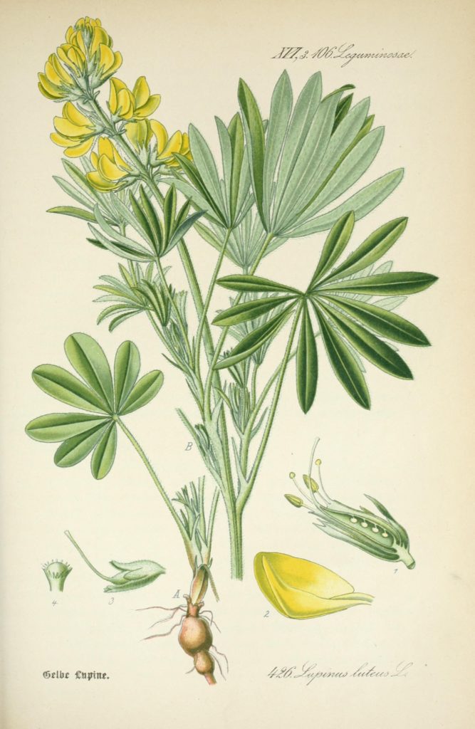 Люпин жёлтый Lupinus luteus