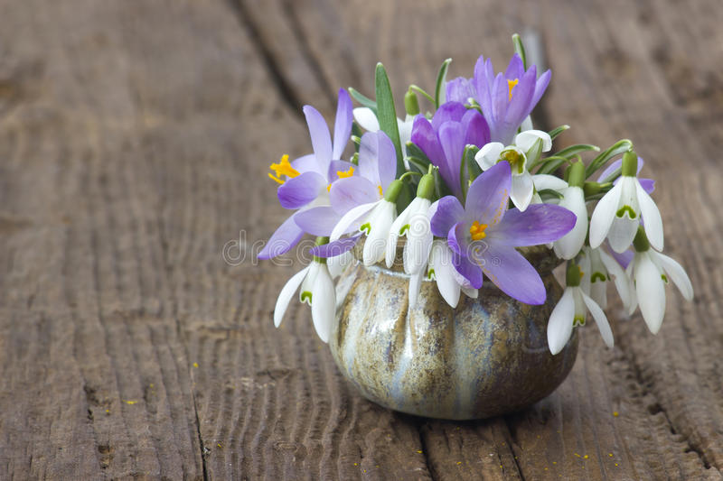 puk krokusa i snowdrops v vaze 80542662 - Крокус