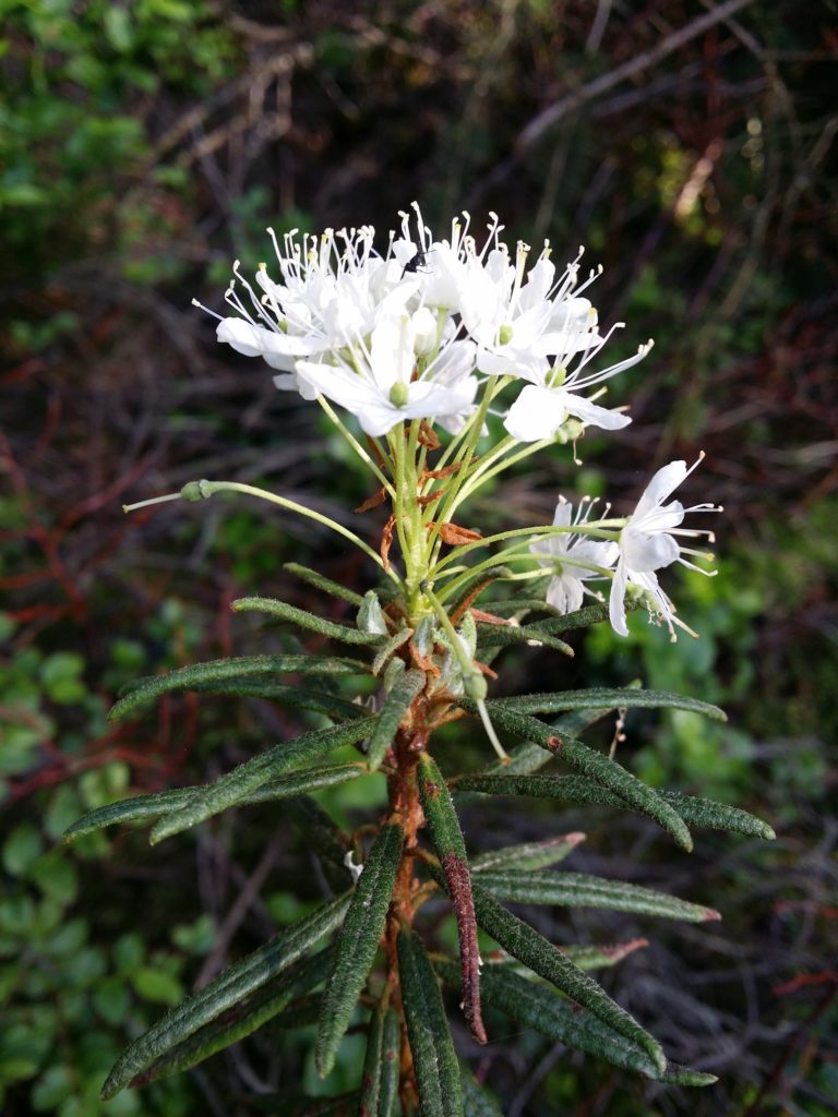 Багульник болотный (Rhododendron_tomentosum) 