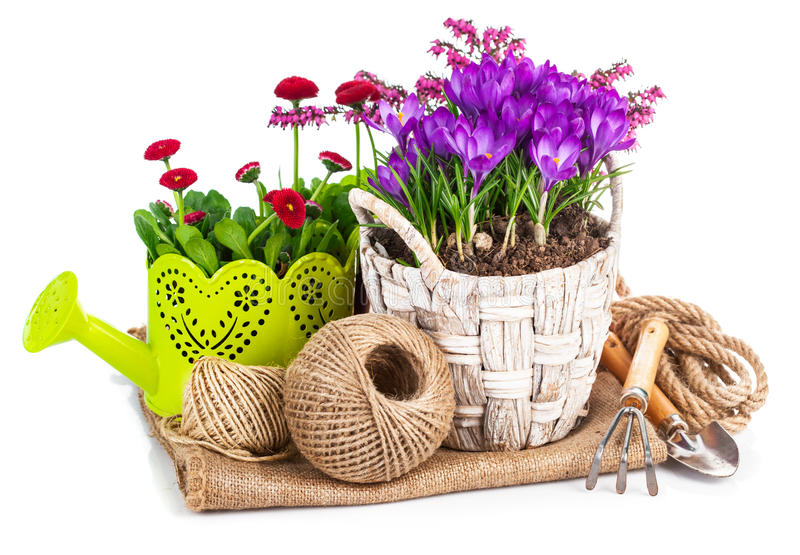 sa czvetet krokus v p etenoj korzine 85987719 - Крокус