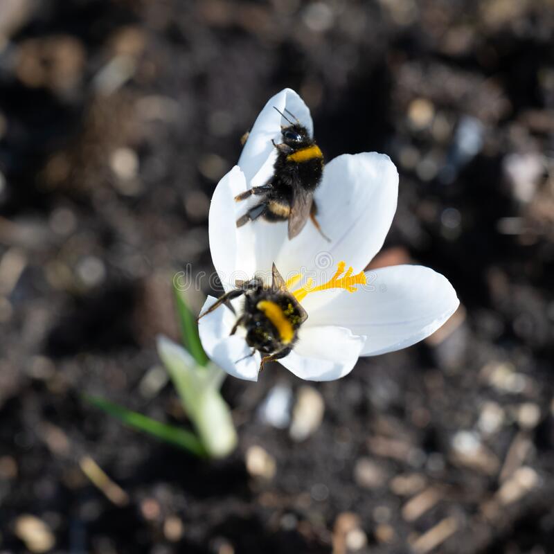 sbora shmelej na pylczu czvetushhih belom crocus pervye vesennie dni bolshoj 211597680 - Крокус