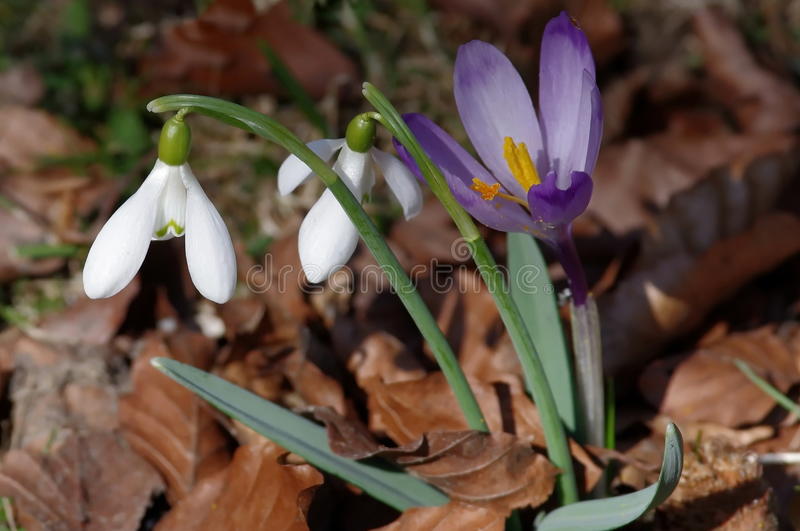 snowdrops-и-крокус