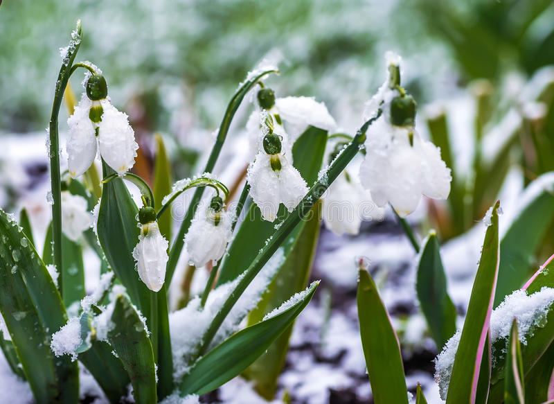Snowdrops и крокус в лесу