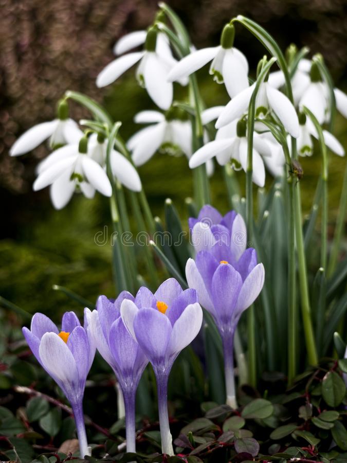 snowdrops krokusa 23825480 1 - Крокус