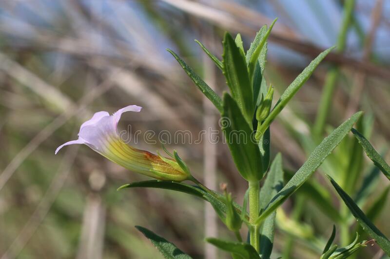 Gratiola officinalis