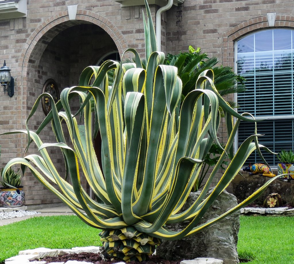 Агава американская / Agave_americana / фрагмент © Jim Evans Агава американская / Agave_americana