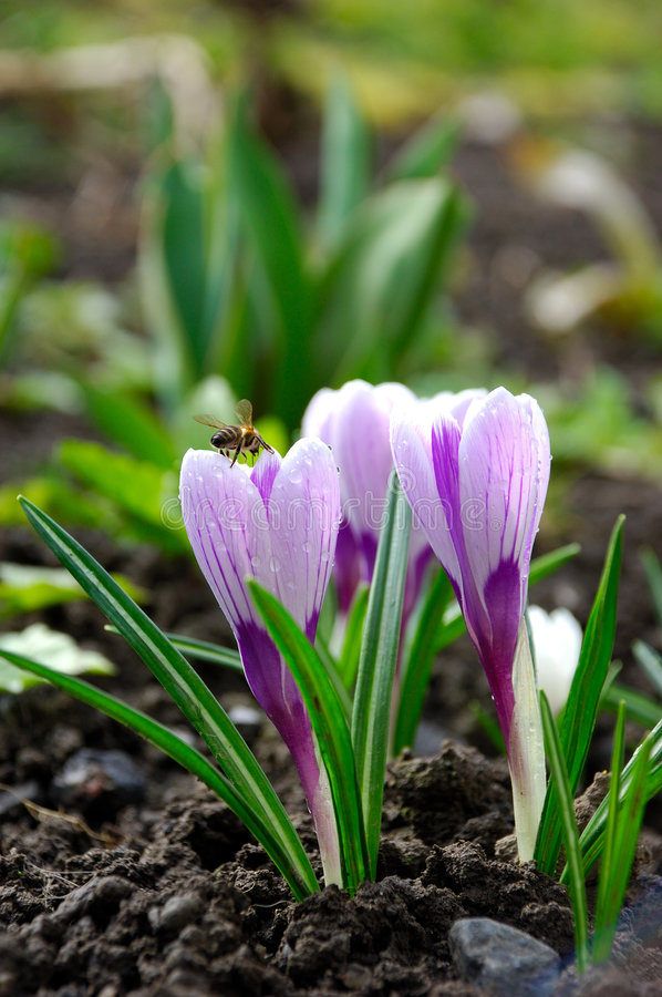 vesna iridaceae czvetka krokusa sini blizkaya vverh 4714578 1 - Крокус