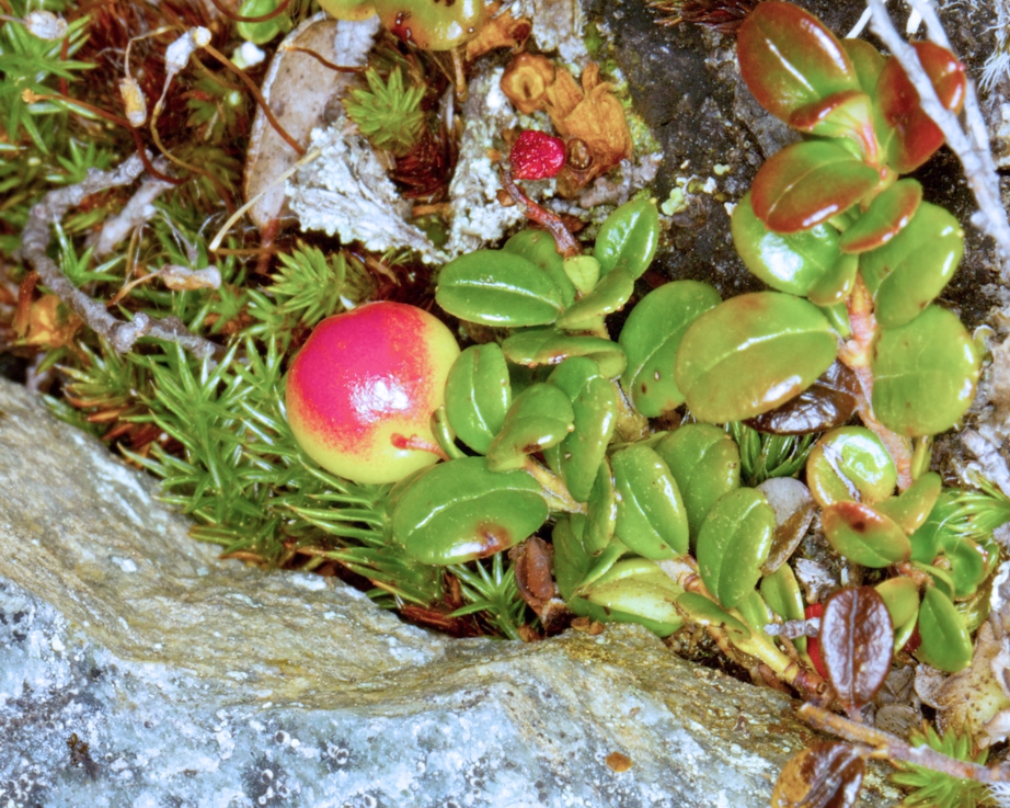 Клюква обыкновенная (Vaccinium oxycoccos) / ©flickr Клюква обыкновенная (Vaccinium oxycoccos)