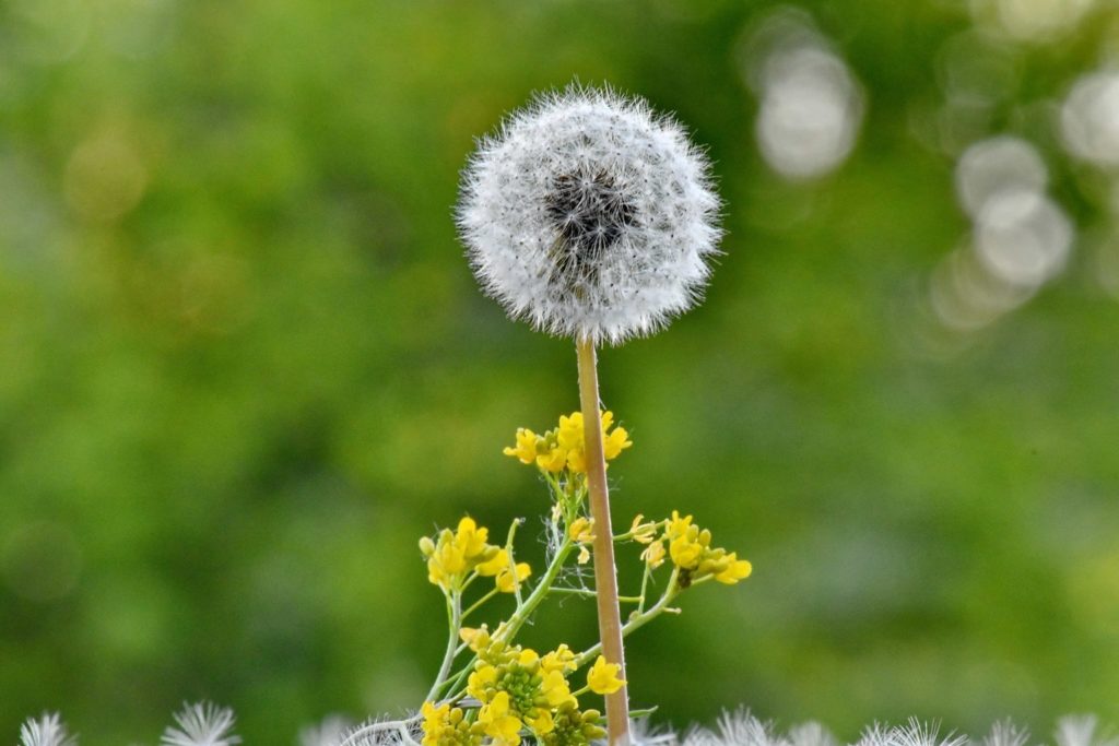 Одуванчик (Taraxacum) / Семена / ©pixnio.com Одуванчик (Taraxacum) / Семена / ©pixnio.com