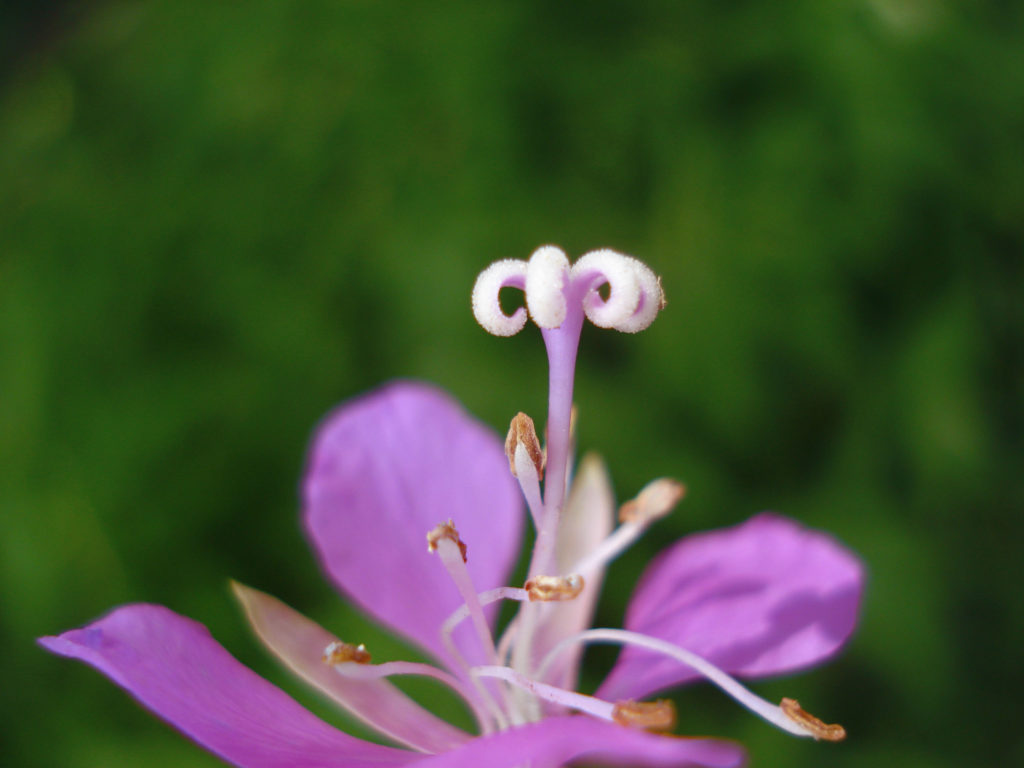 Цветок кипрея узколистого / ©flickr Кипрей узколистный