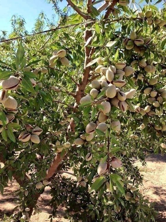 Фисташки / Фисташка настоящая (лат. Pistacia vera)