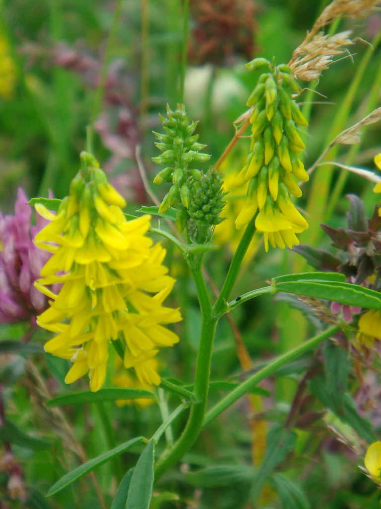 донник лекарственный Melil&oacute;tus officin&aacute;lis