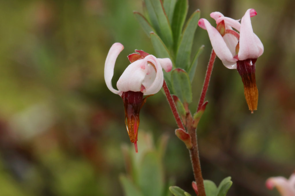 Клюква обыкновенная (Vaccinium oxycoccos) / цветки / ©flickr Клюква обыкновенная (Vaccinium oxycoccos) / цветки